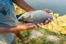 फिशली रबर की मंदी से मीठे पानी के उछाल तक Kottayam के एक किसान का सफर फिशली रबर की मंदी से मीठे पानी के उछाल तक Kottayam के एक किसान का सफर