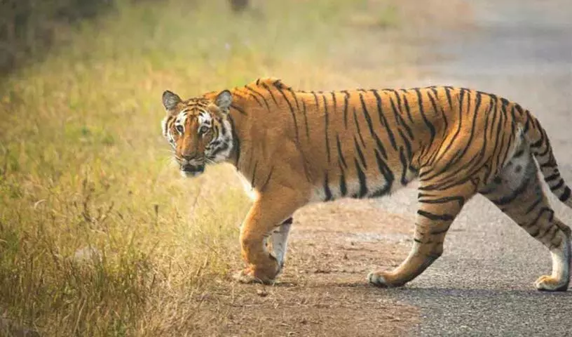 वनों पर अतिक्रमण के कारण Kawal में बाघों का आगमन बाधित वनों पर अतिक्रमण के कारण Kawal में बाघों का आगमन बाधित