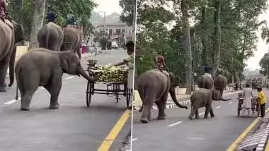 खीरा लेने के लिए ठेले वाले के पास पहुंचा नन्हा हाथी, देखें VIDEO खीरा लेने के लिए ठेले वाले के पास पहुंचा नन्हा हाथी, देखें VIDEO