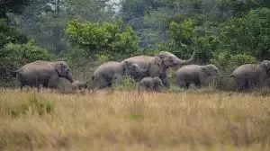 हाथियों ने शहडोल के खेतों और घरों को पहुंचाया नुकसान हाथियों ने शहडोल के खेतों और घरों को पहुंचाया नुकसान
