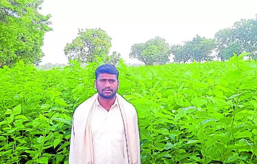 Gajendragarh : रेशम उत्पादन से लाखों रुपये की आय Gajendragarh : रेशम उत्पादन से लाखों रुपये की आय