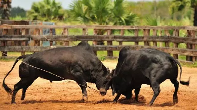 Goa में अवैध बुलफाइटिंग पर नकेल कसने के लिए विशेष समितियां गठित Goa में अवैध बुलफाइटिंग पर नकेल कसने के लिए विशेष समितियां गठित