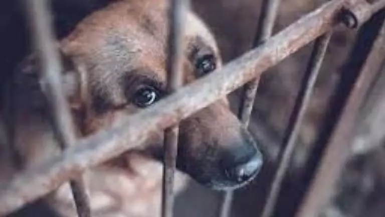 DSPCA ने जनता से पशु-अनुकूल समुदायों को बढ़ावा देने का आह्वान किया DSPCA ने जनता से पशु-अनुकूल समुदायों को बढ़ावा देने का आह्वान किया