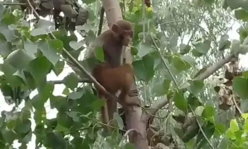 Punjab: जंगली जानवरों ने स्कूल में मचाया उत्पात, छात्र डरे