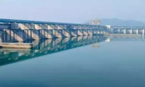 Haryana: हथिनीकुंड बैराज में फंसी 7 भैंसें, 5 की मौत