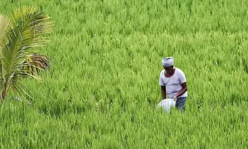 किसान ध्यान दें, खरीफ फसलों का बीमा कराने अभी भी है मौका किसान ध्यान दें, खरीफ फसलों का बीमा कराने अभी भी है मौका