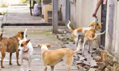 BBMP आवारा कुत्तों के भोजन परियोजना पर 2.88 करोड़ रुपये खर्च करेगी BBMP आवारा कुत्तों के भोजन परियोजना पर 2.88 करोड़ रुपये खर्च करेगी