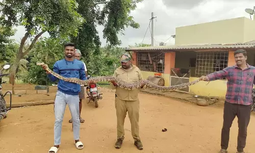 Harohalli : 15 फुट लंबे अजगर को बचाया गया