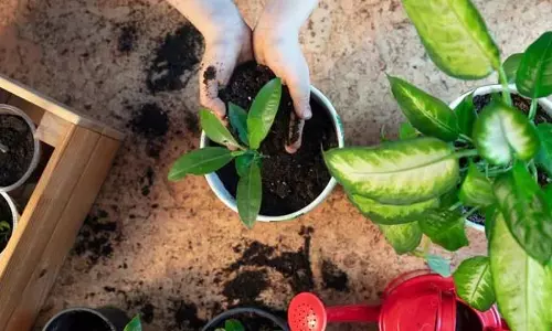 मानसून में पौधों की सुरक्षा कैसे करें? जानिए आसान टिप्स