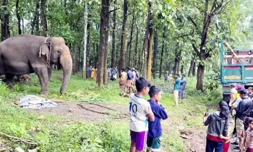 Kerala : जंगली जानवर जिले को तबाह कर रहे है Kerala : जंगली जानवर जिले को तबाह कर रहे है