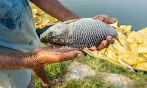 फिशली रबर की मंदी से मीठे पानी के उछाल तक Kottayam के एक किसान का सफर फिशली रबर की मंदी से मीठे पानी के उछाल तक Kottayam के एक किसान का सफर