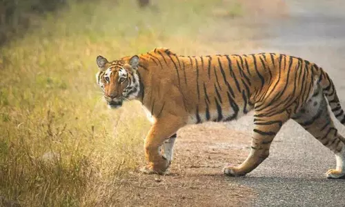 वनों पर अतिक्रमण के कारण Kawal में बाघों का आगमन बाधित