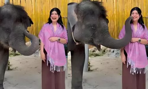 हाथी के बच्चे का अप्रत्याशित चुंबन, इंटरनेट पर छाया दिलकश पल