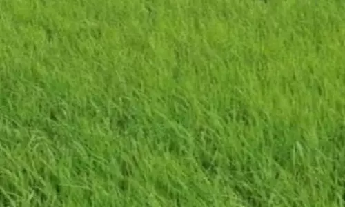 खरीफ फसलों का बीमा 31 जुलाई तक खरीफ फसलों का बीमा 31 जुलाई तक
