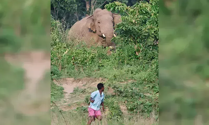 Gajah Mitra: असम में मनुष्यों और हाथियों के लिए नई आशा Gajah Mitra: असम में मनुष्यों और हाथियों के लिए नई आशा