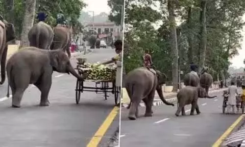 खीरा लेने के लिए ठेले वाले के पास पहुंचा नन्हा हाथी, देखें VIDEO खीरा लेने के लिए ठेले वाले के पास पहुंचा नन्हा हाथी, देखें VIDEO