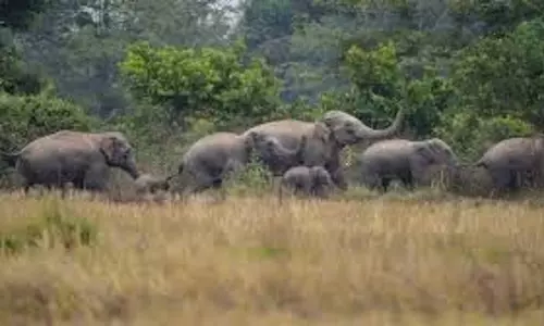 हाथियों ने शहडोल के खेतों और घरों को पहुंचाया नुकसान