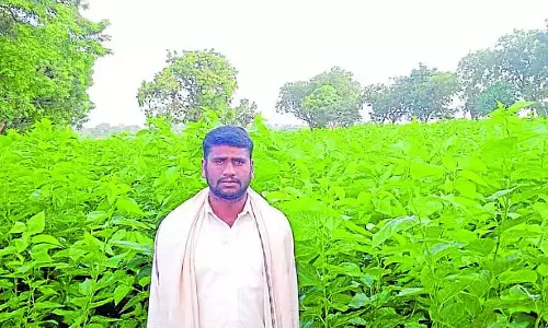 Gajendragarh : रेशम उत्पादन से लाखों रुपये की आय Gajendragarh : रेशम उत्पादन से लाखों रुपये की आय