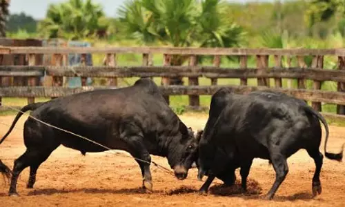 Goa में अवैध बुलफाइटिंग पर नकेल कसने के लिए विशेष समितियां गठित Goa में अवैध बुलफाइटिंग पर नकेल कसने के लिए विशेष समितियां गठित
