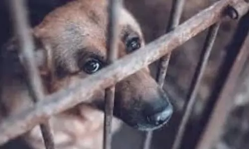 DSPCA ने जनता से पशु-अनुकूल समुदायों को बढ़ावा देने का आह्वान किया