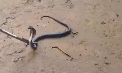 MP : काले कोबरा ने ली पुजारी की जान, भिंड के ग्रामीणों में दहशत