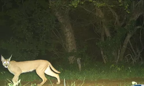Madhya Pradesh : गांधी सागर वन्यजीव अभयारण्य में दुर्लभ कैराकल देखा गया