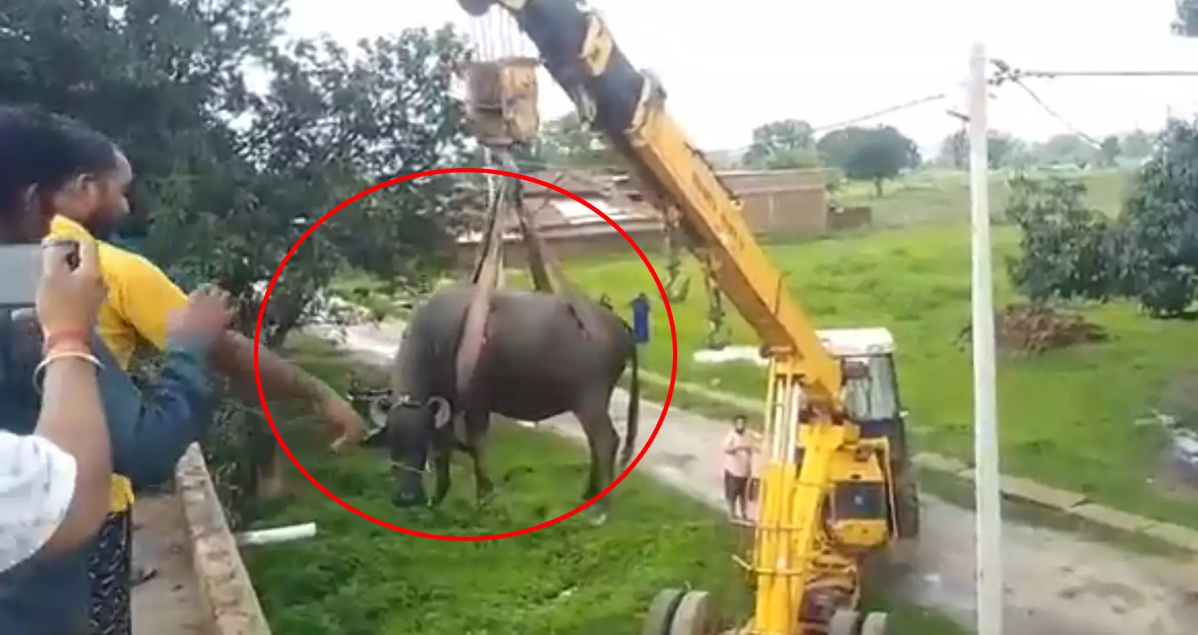 छत पर चढ़ी भैंस, फिर जो हुआ...VIDEO छत पर चढ़ी भैंस, फिर जो हुआ...VIDEO