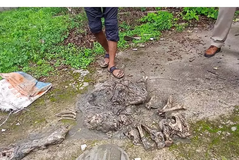 DRI और वन विभाग ने सिवनी, MP में 9 बाघों के नाखून, 61 हड्डियाँ और सड़े हुए शावक के शव बरामद किए DRI और वन विभाग ने सिवनी, MP में 9 बाघों के नाखून, 61 हड्डियाँ और सड़े हुए शावक के शव बरामद किए