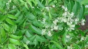 Benefits Of Neem Leaves: नियमित रूप से सुबह खाली पेट करें नीम का सेवन, पाएं ग्लोइंग स्किन से लेकर मजबूत पाचन तक के फायदे Benefits Of Neem Leaves: नियमित रूप से सुबह खाली पेट करें नीम का सेवन, पाएं ग्लोइंग स्किन से लेकर मजबूत पाचन तक के फायदे
