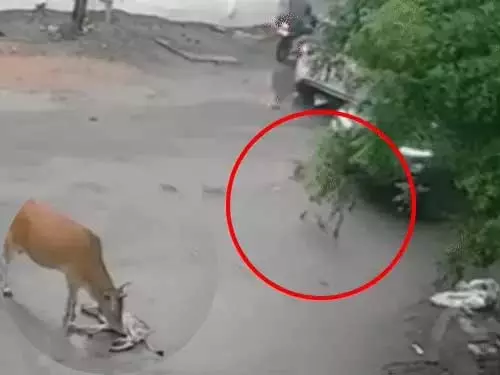 बछड़े को कार ने रौंदा, मौत के बाद गाय रोते दिखी बछड़े को कार ने रौंदा, मौत के बाद गाय रोते दिखी