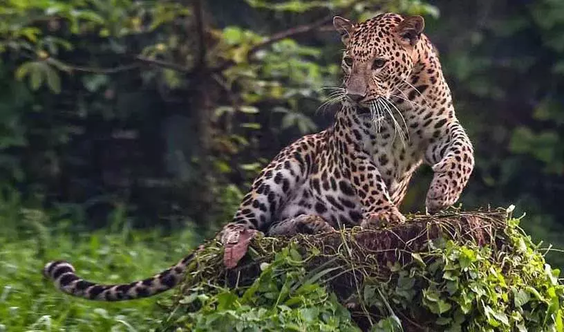 Hyderabad: आरसीआई बालापुर में दो तेंदुए देखे गए Hyderabad: आरसीआई बालापुर में दो तेंदुए देखे गए