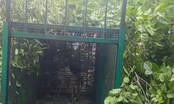 Mahbubnagar के पास कूड़े के ढेर पर आए तेंदुए की तलाश जारी Mahbubnagar के पास कूड़े के ढेर पर आए तेंदुए की तलाश जारी