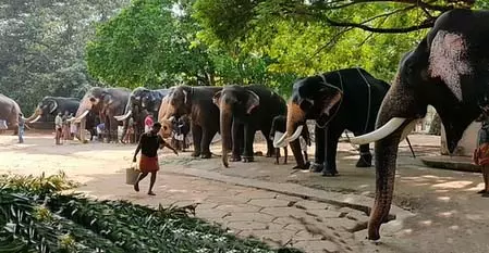 गांव के पास मादा हाथी की मौत, जांच शुरू गांव के पास मादा हाथी की मौत, जांच शुरू