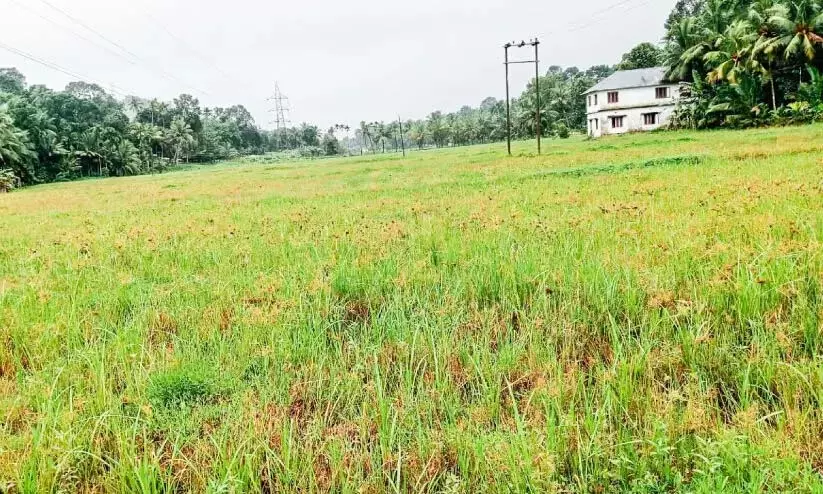 सप्लाईको भुगतान नहीं कर रहा; धान किसानों ने खेती छोड़ दी सप्लाईको भुगतान नहीं कर रहा; धान किसानों ने खेती छोड़ दी