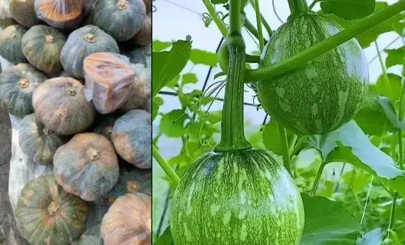 Pumpkins of hope: बाढ़ प्रभावित असम में जीवन रक्षक सब्जी Pumpkins of hope: बाढ़ प्रभावित असम में जीवन रक्षक सब्जी