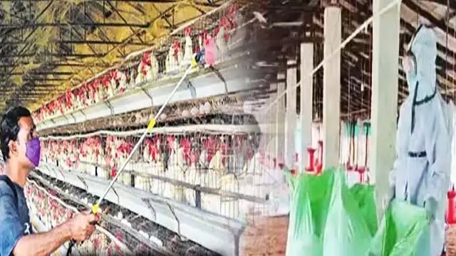बर्ड फ्लू के चलते पुरी के देलंगा में चिकन की दुकानें बंद रहेंगी बर्ड फ्लू के चलते पुरी के देलंगा में चिकन की दुकानें बंद रहेंगी