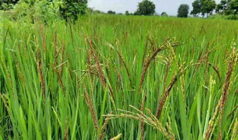 Telangana के 10 जिलों में खरीफ सीजन के लिए बारिश की कमी खतरा Telangana के 10 जिलों में खरीफ सीजन के लिए बारिश की कमी खतरा