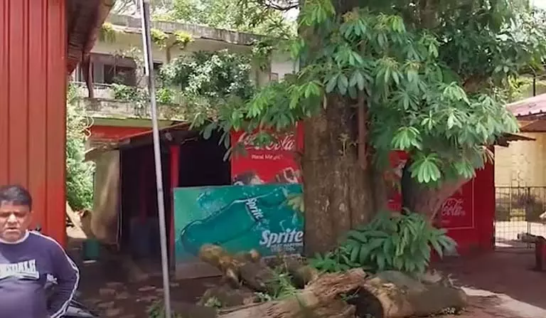 पोलेम RTO के पास पेड़ गिरने से दक्षिण गोवा में सुरक्षा संबंधी चिंताएँ पोलेम RTO के पास पेड़ गिरने से दक्षिण गोवा में सुरक्षा संबंधी चिंताएँ