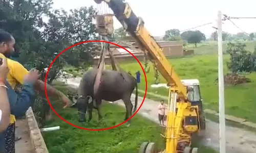 छत पर चढ़ी भैंस, फिर जो हुआ...VIDEO छत पर चढ़ी भैंस, फिर जो हुआ...VIDEO