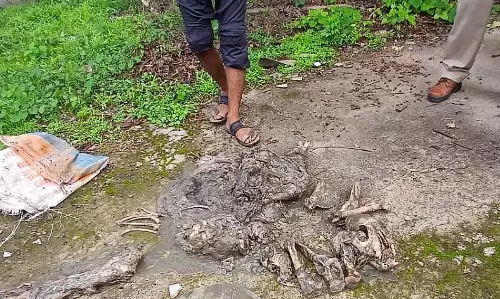 DRI और वन विभाग ने सिवनी, MP में 9 बाघों के नाखून, 61 हड्डियाँ और सड़े हुए शावक के शव बरामद किए DRI और वन विभाग ने सिवनी, MP में 9 बाघों के नाखून, 61 हड्डियाँ और सड़े हुए शावक के शव बरामद किए