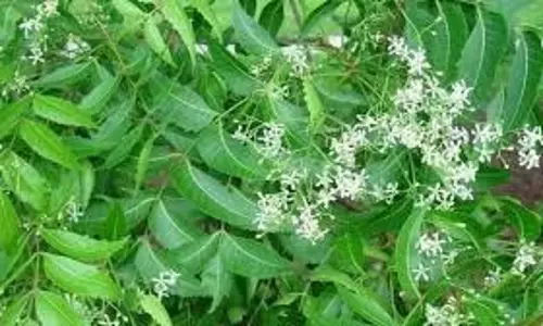 Benefits Of Neem Leaves: नियमित रूप से सुबह खाली पेट करें नीम का सेवन, पाएं ग्लोइंग स्किन से लेकर मजबूत पाचन तक के फायदे Benefits Of Neem Leaves: नियमित रूप से सुबह खाली पेट करें नीम का सेवन, पाएं ग्लोइंग स्किन से लेकर मजबूत पाचन तक के फायदे