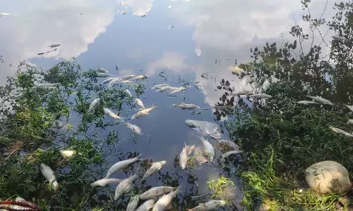 रोपड़ के Nikku Nangal village में बड़े पैमाने पर मछलियों की मौत रोपड़ के Nikku Nangal village में बड़े पैमाने पर मछलियों की मौत