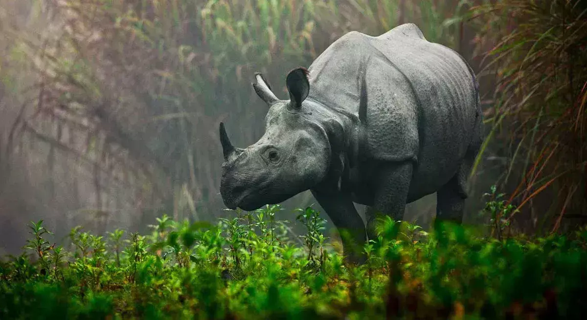 Assam ने संरक्षित गैंडे के सींग आनुवंशिक परीक्षण के लिए भारतीय वन्यजीव संस्थान को भेजे Assam ने संरक्षित गैंडे के सींग आनुवंशिक परीक्षण के लिए भारतीय वन्यजीव संस्थान को भेजे