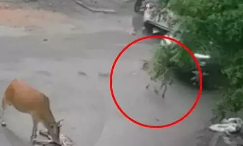 बछड़े को कार ने रौंदा, मौत के बाद गाय रोते दिखी