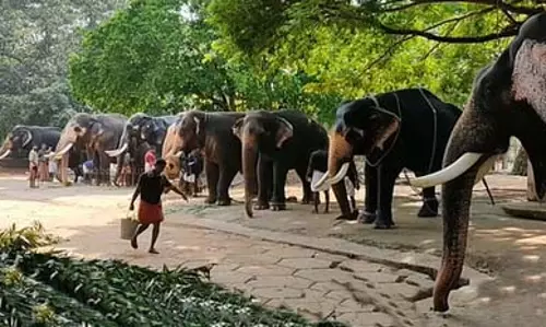 गांव के पास मादा हाथी की मौत, जांच शुरू गांव के पास मादा हाथी की मौत, जांच शुरू