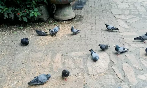 Sikkim :  गेजिंग में 100 से अधिक कबूतर मृत पाए गए स्थानीय लोगों ने जांच की मांग की