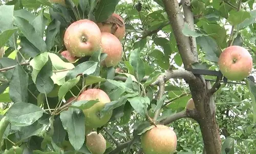 उच्च घनत्व वाली सेब की खेती से Rajouri में आजीविका और रोजगार के अवसर बढ़े