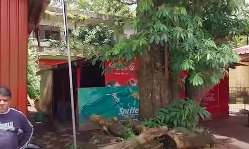 पोलेम RTO के पास पेड़ गिरने से दक्षिण गोवा में सुरक्षा संबंधी चिंताएँ पोलेम RTO के पास पेड़ गिरने से दक्षिण गोवा में सुरक्षा संबंधी चिंताएँ