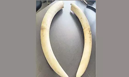 क्या तुमने उन्हें मार डाला और उनके दांत निकाल लिये क्या तुमने उन्हें मार डाला और उनके दांत निकाल लिये