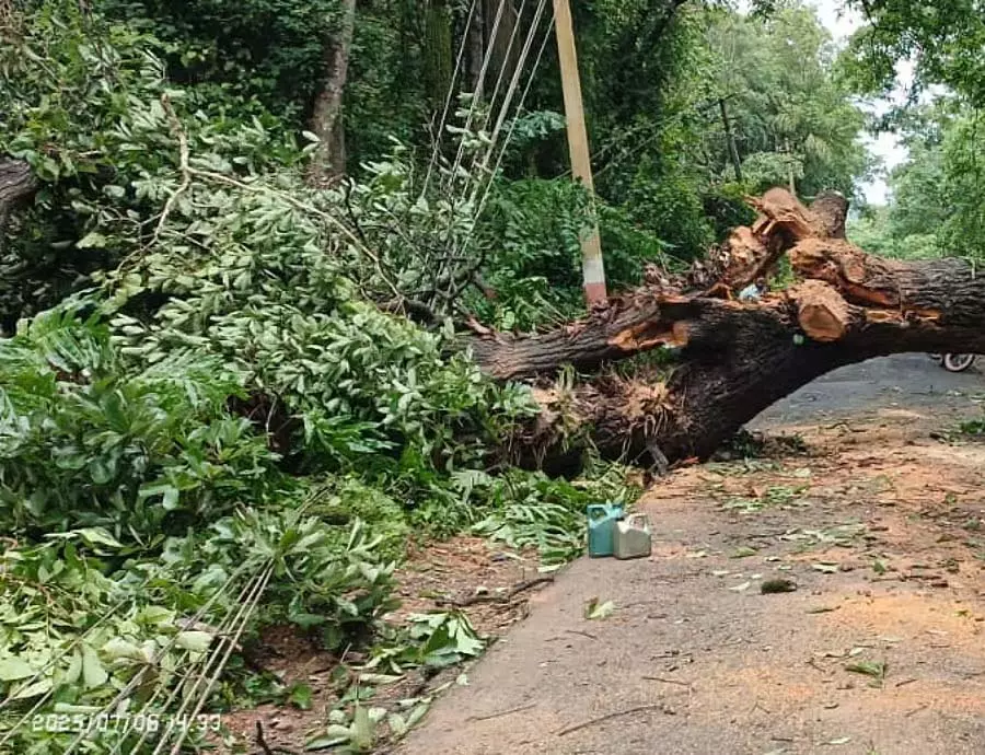 कार पर पेड़ गिरा: ड्राइवर बाल-बाल बचा कार पर पेड़ गिरा: ड्राइवर बाल-बाल बचा